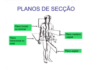 PLANOS DE SECÇÃO
Plano frontal
ou coronal

Plano
transversal ou
axial

Plano mediano
sagital

Plano sagital

 