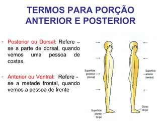TERMOS PARA PORÇÃO
ANTERIOR E POSTERIOR
- Posterior ou Dorsal: Refere –
se a parte de dorsal, quando
vemos uma pessoa de
costas.
- Anterior ou Ventral: Refere se a metade frontal, quando
vemos a pessoa de frente

 