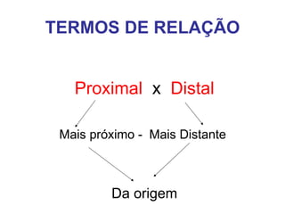 TERMOS DE RELAÇÃO
Proximal x Distal
Mais próximo - Mais Distante

Da origem

 