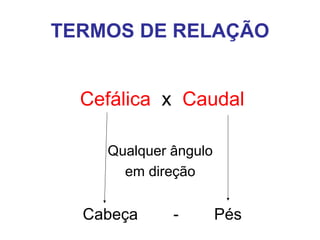TERMOS DE RELAÇÃO
Cefálica x Caudal
Qualquer ângulo
em direção

Cabeça

-

Pés

 