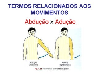 TERMOS RELACIONADOS AOS
MOVIMENTOS

Abdução x Adução

 