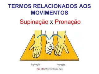 TERMOS RELACIONADOS AOS
MOVIMENTOS

Supinação x Pronação

 