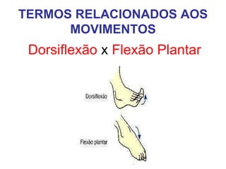 TERMOS RELACIONADOS AOS
MOVIMENTOS

Dorsiflexão x Flexão Plantar

 