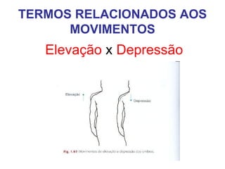 TERMOS RELACIONADOS AOS
MOVIMENTOS

Elevação x Depressão

 