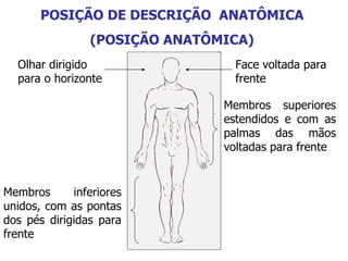 POSIÇÃO DE DESCRIÇÃO ANATÔMICA
(POSIÇÃO ANATÔMICA)
Olhar dirigido
para o horizonte

Face voltada para
frente
Membros superiores
estendidos e com as
palmas das mãos
voltadas para frente

Membros
inferiores
unidos, com as pontas
dos pés dirigidas para
frente

 