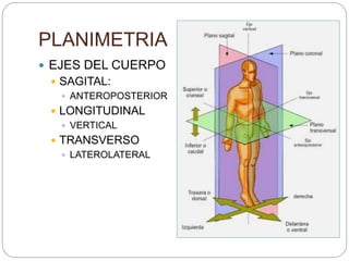 PLANIMETRIA
 EJES DEL CUERPO
 SAGITAL:
 ANTEROPOSTERIOR
 LONGITUDINAL
 VERTICAL
 TRANSVERSO
 LATEROLATERAL
 