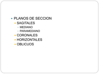  PLANOS DE SECCION
 SAGITALES
 MEDIANO
 PARAMEDIANO
 CORONALES
 HORIZONTALES
 OBLICUOS
 