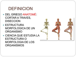 DEFINICION
 DEL GRIEGO ANATOMÉ:
CORTAR A TRAVES,
DISECCION
 ESTRUCTURA
MORFOLOGICA DE UN
ORGANISMO
 CIENCIA QUE ESTUDIA LA
ESTRUCTURA O
MORFOLOGIA DE LOS
ORGANISMOS
 