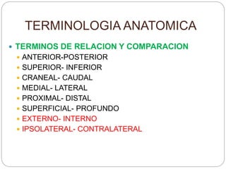TERMINOLOGIA ANATOMICA
 TERMINOS DE RELACION Y COMPARACION
 ANTERIOR-POSTERIOR
 SUPERIOR- INFERIOR
 CRANEAL- CAUDAL
 MEDIAL- LATERAL
 PROXIMAL- DISTAL
 SUPERFICIAL- PROFUNDO
 EXTERNO- INTERNO
 IPSOLATERAL- CONTRALATERAL
 