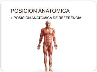 POSICION ANATOMICA
 POSICION ANATOMICA DE REFERENCIA
 