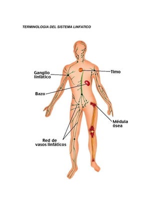 TERMINOLOGIA DEL SISTEMA LINFATICO
 