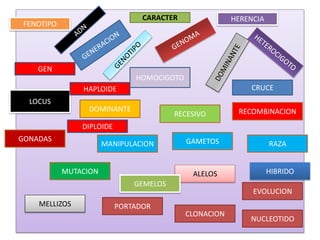 CARACTER
GEN
HERENCIA
FENOTIPO
DOMINANTE
HOMOCIGOTO
CRUCE
LOCUS
RECOMBINACIONRECESIVO
MUTACION
GONADAS
MANIPULACION RAZAGAMETOS
ALELOS HIBRIDO
GEMELOS
MELLIZOS PORTADOR
CLONACION
EVOLUCION
NUCLEOTIDO
HAPLOIDE
DIPLOIDE