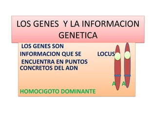 LOS GENES Y LA INFORMACION
GENETICA
LOS GENES SON
INFORMACION QUE SE LOCUS
ENCUENTRA EN PUNTOS
CONCRETOS DEL ADN
A A
HOMOCIGOTO DOMINANTE