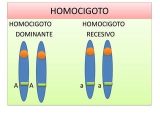 HOMOCIGOTO
HOMOCIGOTO HOMOCIGOTO
DOMINANTE RECESIVO
A A a a