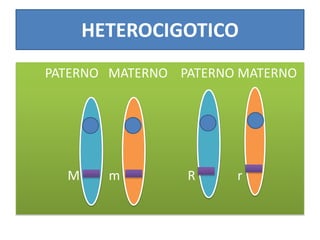HETEROCIGOTICO
PATERNO MATERNO PATERNO MATERNO
M m R r
