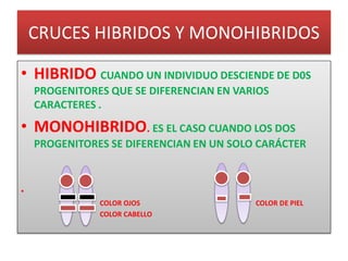 CRUCES HIBRIDOS Y MONOHIBRIDOS
• HIBRIDO CUANDO UN INDIVIDUO DESCIENDE DE D0S
PROGENITORES QUE SE DIFERENCIAN EN VARIOS
CARACTERES .
• MONOHIBRIDO. ES EL CASO CUANDO LOS DOS
PROGENITORES SE DIFERENCIAN EN UN SOLO CARÁCTER
•
COLOR OJOS COLOR DE PIEL
COLOR CABELLO