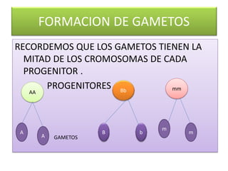 FORMACION DE GAMETOS
RECORDEMOS QUE LOS GAMETOS TIENEN LA
MITAD DE LOS CROMOSOMAS DE CADA
PROGENITOR .
PROGENITORES
GAMETOS
AA Bb mm
A
A
B
m
b m