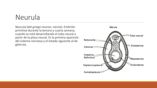 Terminologia embriologica | PPTX