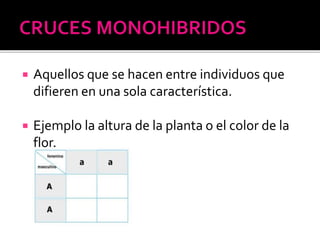  Aquellos que se hacen entre individuos que
difieren en una sola característica.
 Ejemplo la altura de la planta o el color de la
flor.
 