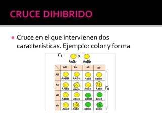  Cruce en el que intervienen dos
características. Ejemplo: color y forma
 