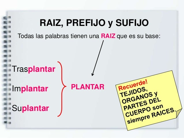 Raiz Y Sufijo La Palabra Raiz Prefijo Y Sufijo Youtube Escriba Images