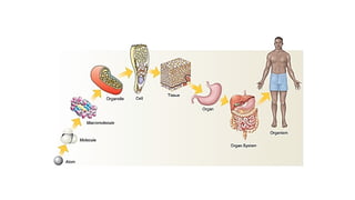 Comprehensive Overview of Cell Biology, Tissue Types, and Joint Anatomy ...