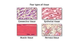 Comprehensive Overview of Cell Biology, Tissue Types, and Joint Anatomy ...