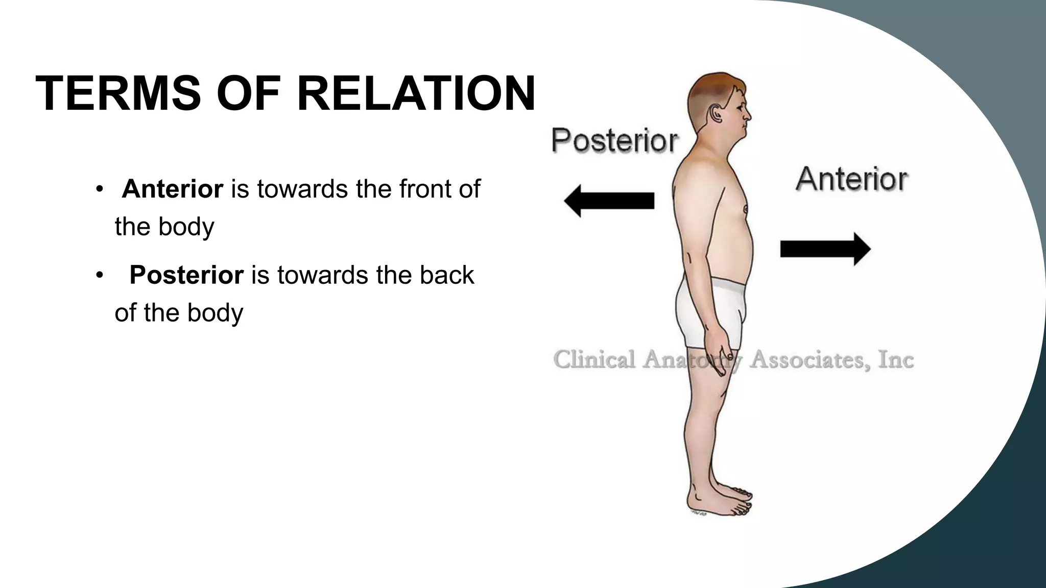 X-ray imaging planes and terminologies | PPTX