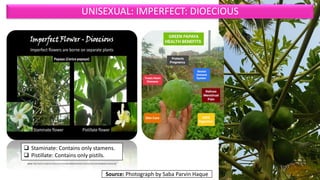 Terminologies related to flower (Complete, Incomplete, Perfect ...