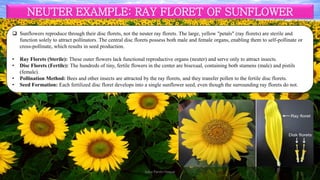 Floret Example Terminologies related to flower (Complete, Incomplete, Perfect ...