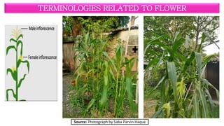 Terminologies related to flower (Complete, Incomplete, Perfect ...