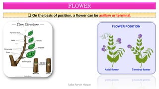 Terminologies related to flower (Complete, Incomplete, Perfect ...