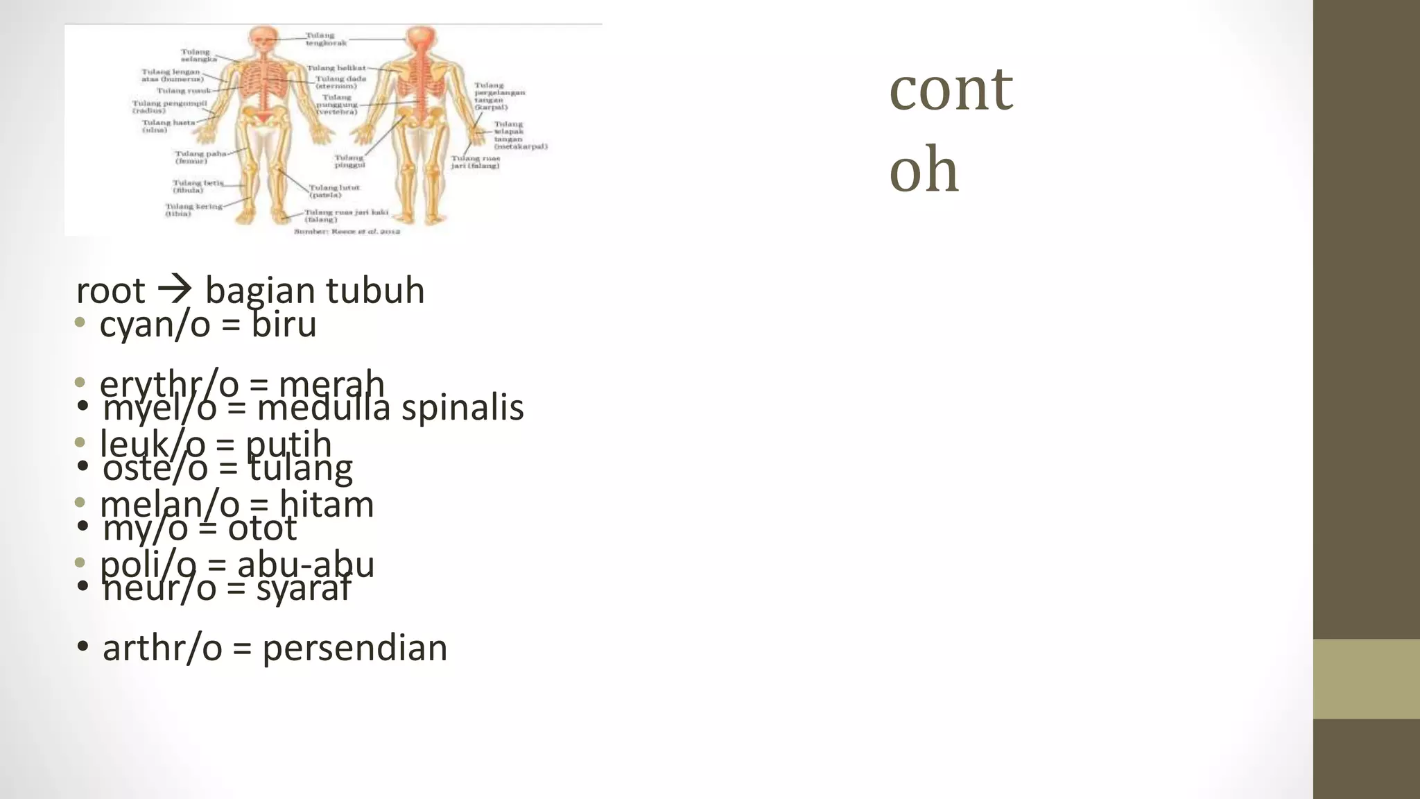 terminologi medis prefix-root-suffix.pptx