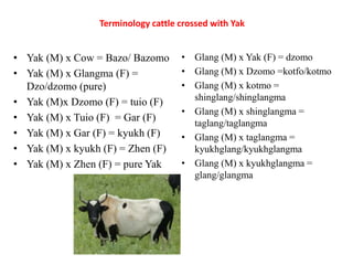 Terminology cattle crossed with Yak
• Yak (M) x Cow = Bazo/ Bazomo
• Yak (M) x Glangma (F) =
Dzo/dzomo (pure)
• Yak (M)x Dzomo (F) = tuio (F)
• Yak (M) x Tuio (F) = Gar (F)
• Yak (M) x Gar (F) = kyukh (F)
• Yak (M) x kyukh (F) = Zhen (F)
• Yak (M) x Zhen (F) = pure Yak
• Glang (M) x Yak (F) = dzomo
• Glang (M) x Dzomo =kotfo/kotmo
• Glang (M) x kotmo =
shinglang/shinglangma
• Glang (M) x shinglangma =
taglang/taglangma
• Glang (M) x taglangma =
kyukhglang/kyukhglangma
• Glang (M) x kyukhglangma =
glang/glangma
 