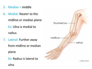 terminology in anatomy for UG 1st Year.pptx