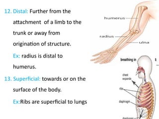 terminology in anatomy for UG 1st Year.pptx