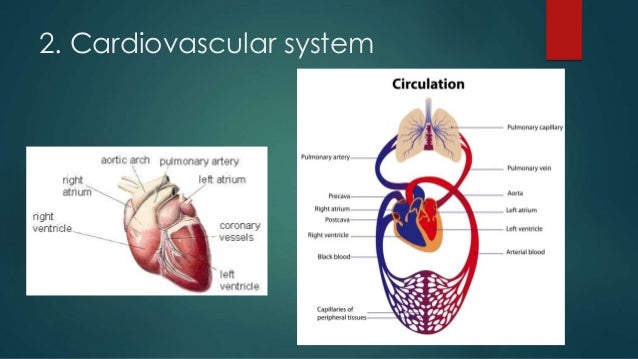 Medical Terminology of the body systems