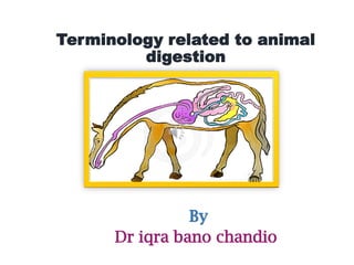 Terminology related to animal
digestion
By
Dr iqra bano chandio
 
