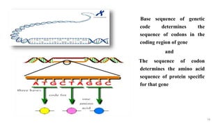 Central Dogma, Gene, Genetic Code, Codon, Genome, Genotype, Phenotype ...
