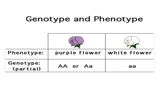 Phenotype Code Central Dogma, Gene, Genetic Code, Codon, Genome, Genotype, Phenotype ...