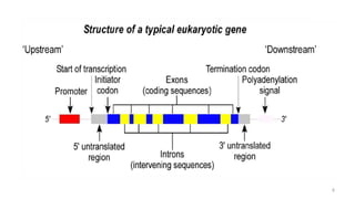 Phenotype Code Central Dogma, Gene, Genetic Code, Codon, Genome, Genotype, Phenotype ...