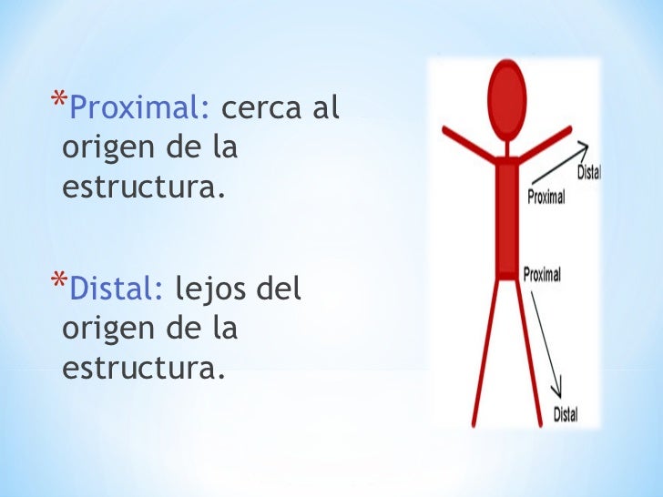 Terminos de posición anatómica