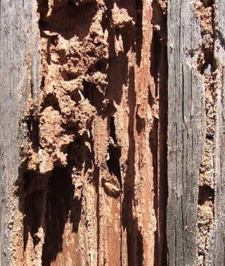 Termite Inspection Control Albuquerque New Mexico 1 