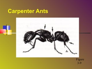 Carpenter Ants

Camponotus

Figure
3-9

 