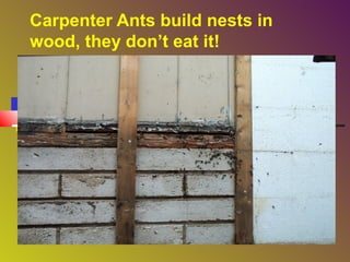 Carpenter Ants build nests in
wood, they don’t eat it!

 