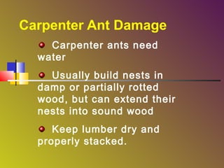 Carpenter Ant Damage
Carpenter ants need
water
Usually build nests in
damp or partially rotted
wood, but can extend their
nests into sound wood
Keep lumber dry and
properly stacked.

 