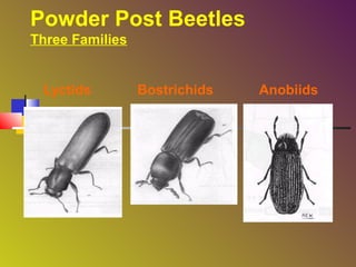 Powder Post Beetles
Three Families

Lyctids

Bostrichids

Anobiids

 