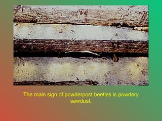The main sign of powderpost beetles is powdery
sawdust.

 