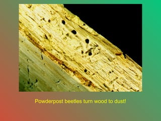 Powderpost beetles turn wood to dust!

 