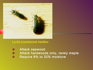 Lyctid powderpost beetles:
Attack sapwood
Attack hardwoods only, rarely maple
Require 8% to 32% moisture

 